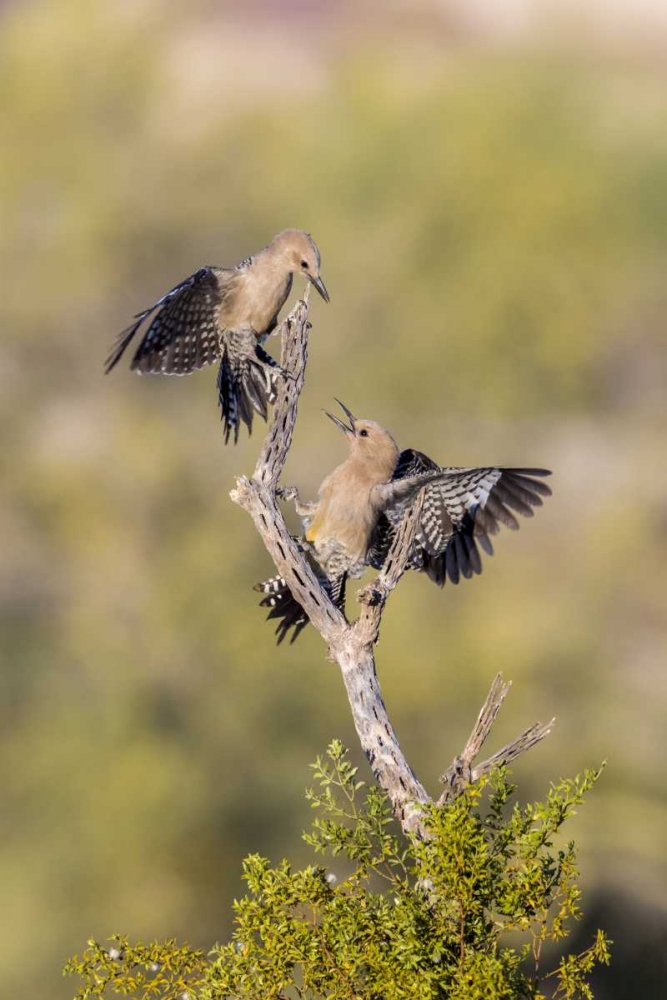 Wall Art Painting id:130485, Name: AZ, Buckeye Gila woodpeckers on cholla skeleton, Artist: Kaveney, Wendy