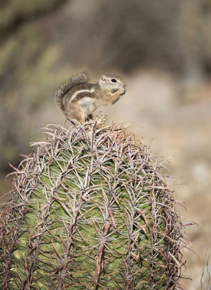 Wall Art Painting id:130579, Name: AZ, Buckeye Harriss antelope squirrel on cactus, Artist: Kaveney, Wendy