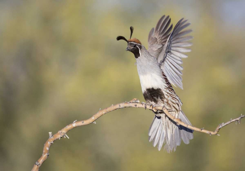 Wall Art Painting id:130147, Name: AZ, Buckeye Female Gambels quail on branch, Artist: Kaveney, Wendy