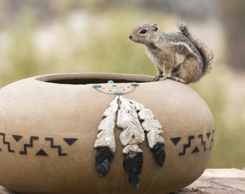 Wall Art Painting id:129935, Name: AZ, Buckeye Harriss antelope squirrel, Artist: Kaveney, Wendy