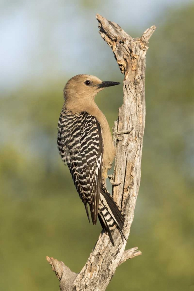 Wall Art Painting id:130204, Name: AZ, Amado Gila woodpecker on dead tree trunk, Artist: Kaveney, Wendy