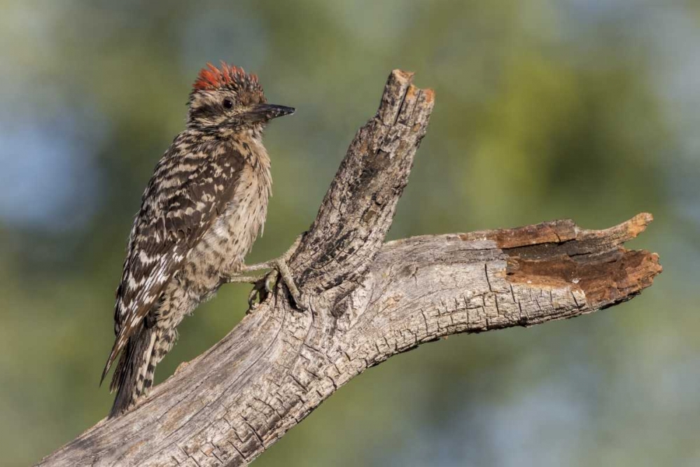 Wall Art Painting id:130562, Name: AZ, Amado Ladder-backed woodpecker on tree trunk, Artist: Kaveney, Wendy