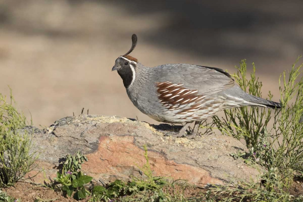 Wall Art Painting id:130473, Name: AZ, Amado Male Gambels quail perched on a rock, Artist: Kaveney, Wendy