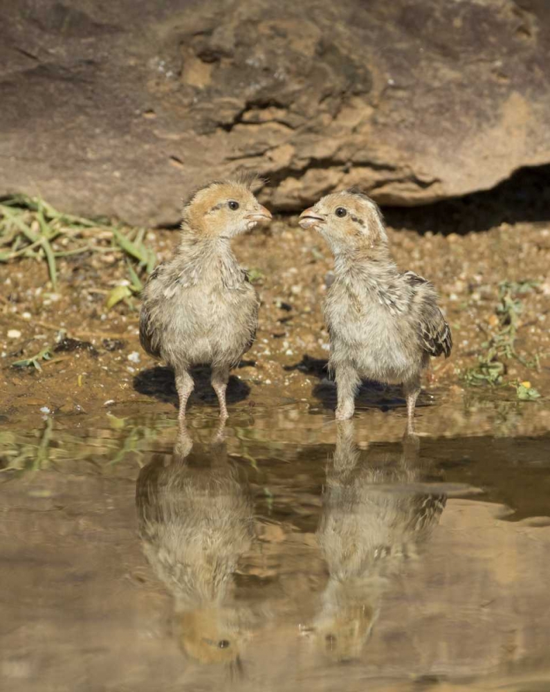 Wall Art Painting id:130229, Name: AZ, Amado Two Gambels quail chicks drinking, Artist: Kaveney, Wendy