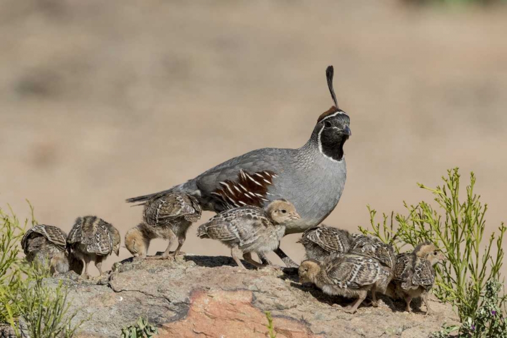 Wall Art Painting id:130269, Name: AZ, Amado Gambels quail and chicks on a rock, Artist: Kaveney, Wendy