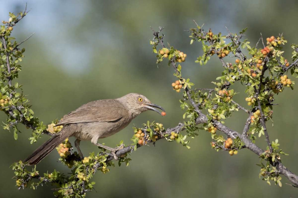 Wall Art Painting id:130092, Name: AZ, Amado Curve-billed thrasher with berry, Artist: Kaveney, Wendy