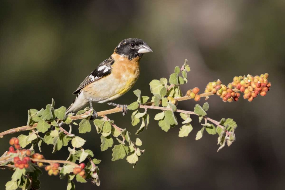 Wall Art Painting id:130210, Name: AZ, Amado Black-headed grosbeak on skunkbush, Artist: Kaveney, Wendy