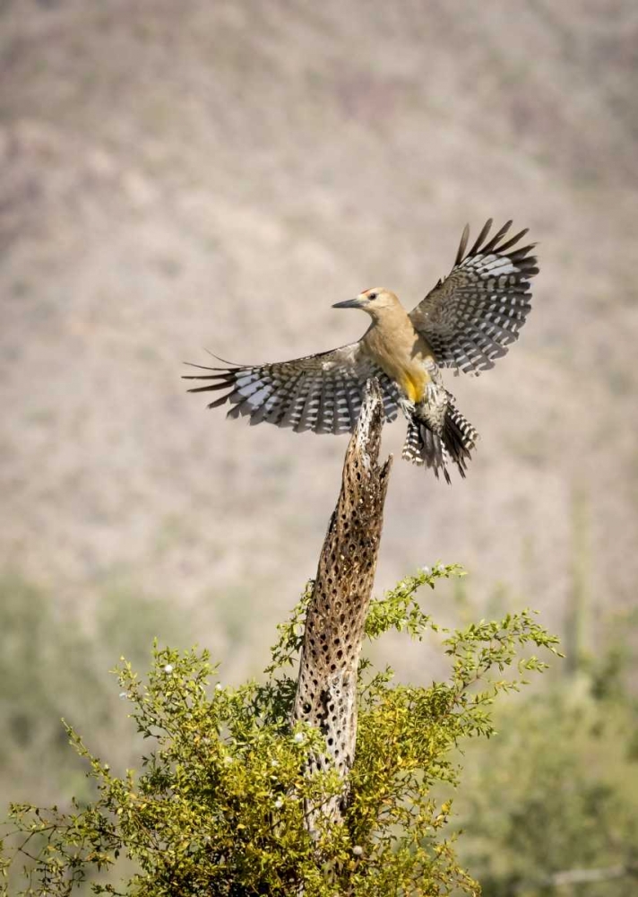 Wall Art Painting id:130384, Name: AZ, Buckeye Gila woodpecker on cholla skeleton, Artist: Kaveney, Wendy