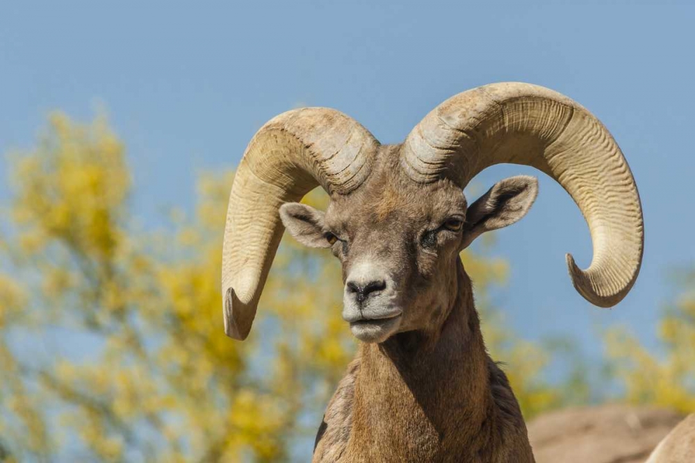 Wall Art Painting id:128976, Name: Arizona, Sonoran Desert Desert bighorn ram, Artist: Illg, Cathy and Gordon