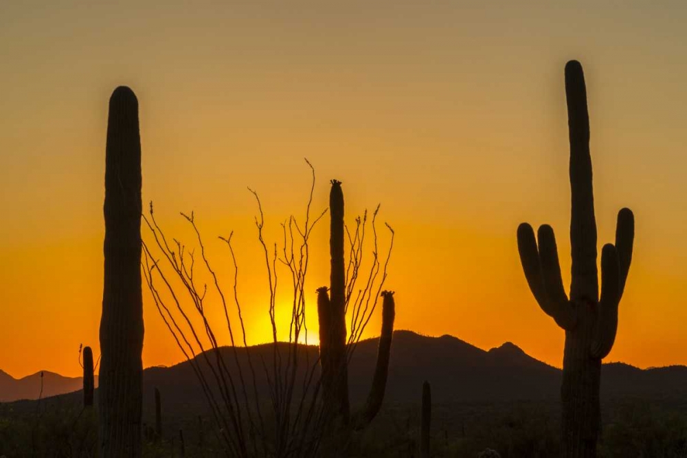 Wall Art Painting id:129368, Name: Arizona, Saguaro NP Sunset on desert landscape, Artist: Illg, Cathy and Gordon