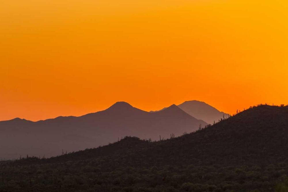 Wall Art Painting id:129369, Name: Arizona, Saguaro NP Tucson Mountains at sunset, Artist: Illg, Cathy and Gordon