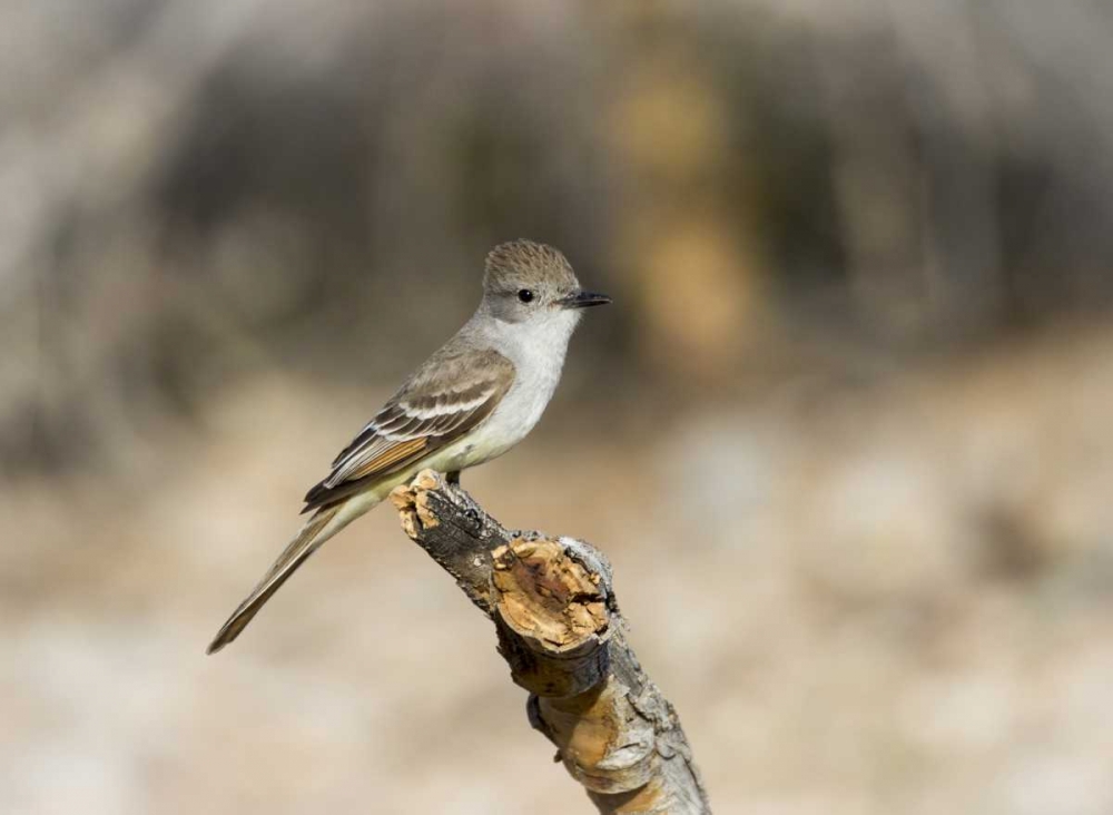 Wall Art Painting id:130474, Name: AZ, Buckeye An ash-throated flycatcher on stump, Artist: Kaveney, Wendy