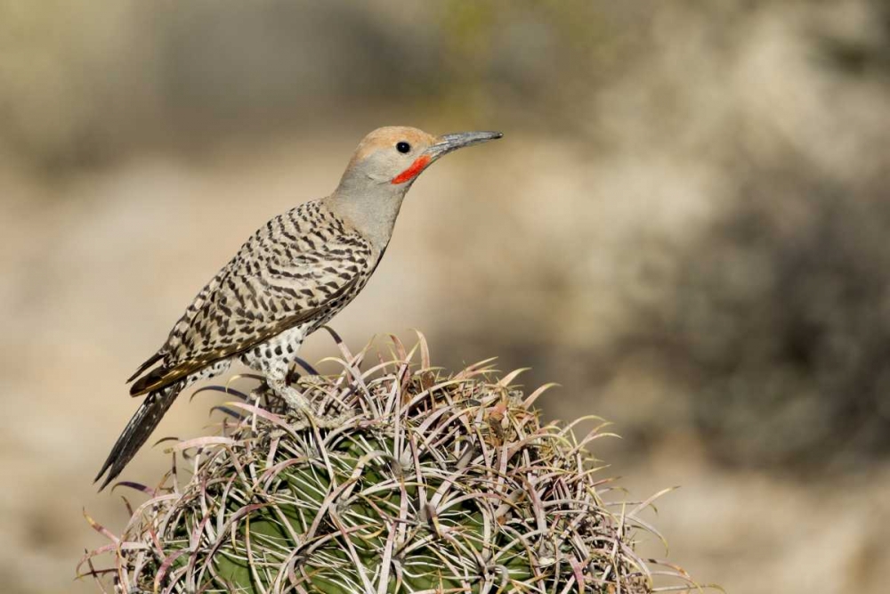 Wall Art Painting id:130564, Name: AZ, Buckeye Male gilded flicker on barrel cactus, Artist: Kaveney, Wendy