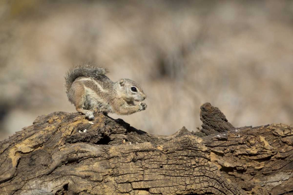 Wall Art Painting id:130129, Name: Arizona, Buckeye Harriss antelope squirrel, Artist: Kaveney, Wendy