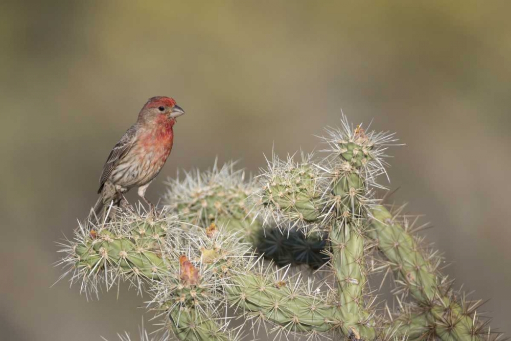 Wall Art Painting id:130479, Name: AZ, Buckeye House finch on pencil cholla cactus, Artist: Kaveney, Wendy