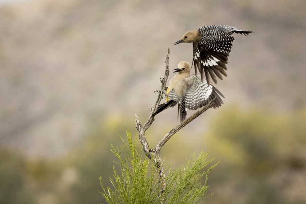 Wall Art Painting id:130376, Name: AZ, Buckeye Gila woodpeckers landing on branch, Artist: Kaveney, Wendy