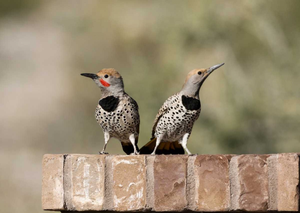 Wall Art Painting id:130028, Name: AZ, Buckeye Gilded flickers on brick wall, Artist: Kaveney, Wendy