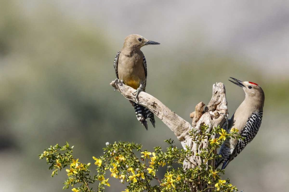 Wall Art Painting id:130494, Name: AZ, Buckeye Gila woodpeckers on cholla skeleton, Artist: Kaveney, Wendy