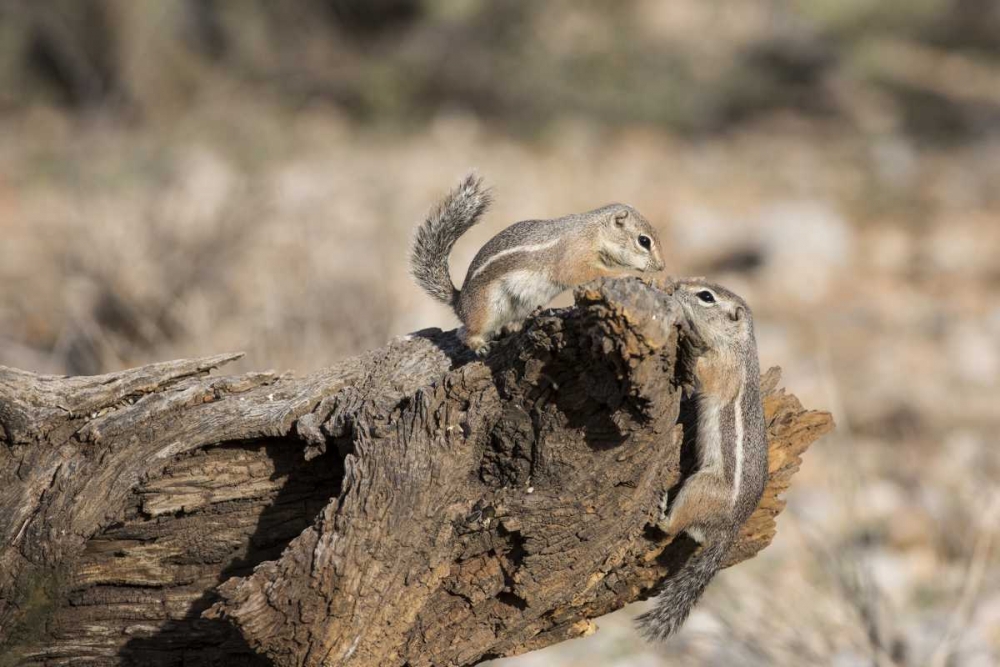 Wall Art Painting id:130366, Name: AZ, Buckeye Harriss antelope squirrels on log, Artist: Kaveney, Wendy