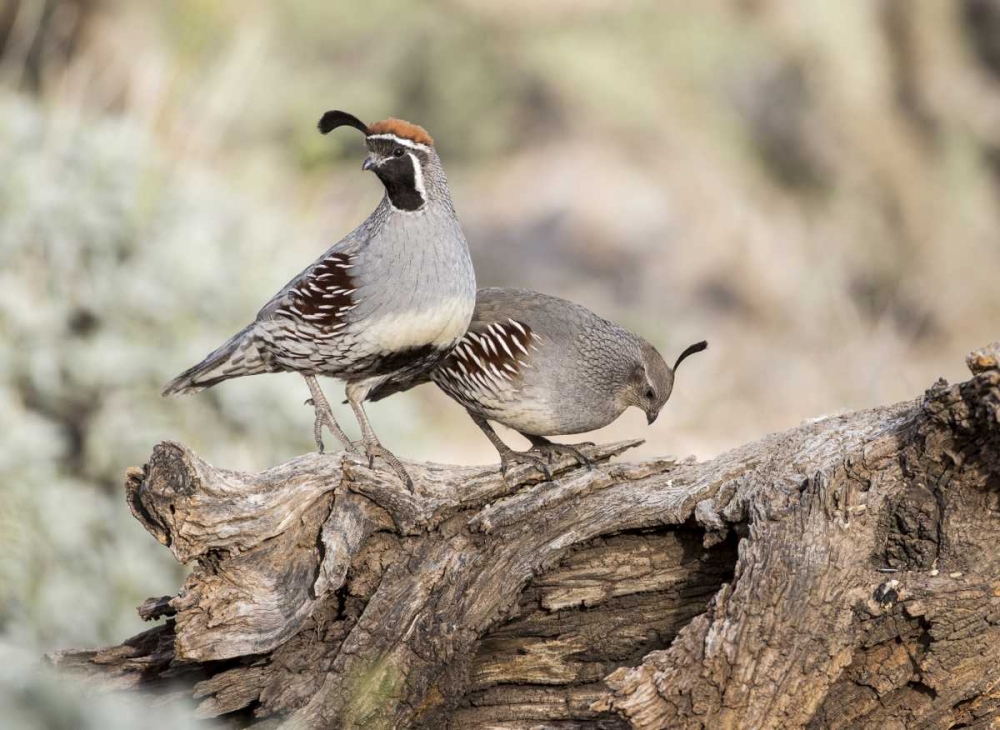 Wall Art Painting id:130079, Name: AZ, Buckeye Male and female Gambels quail, Artist: Kaveney, Wendy