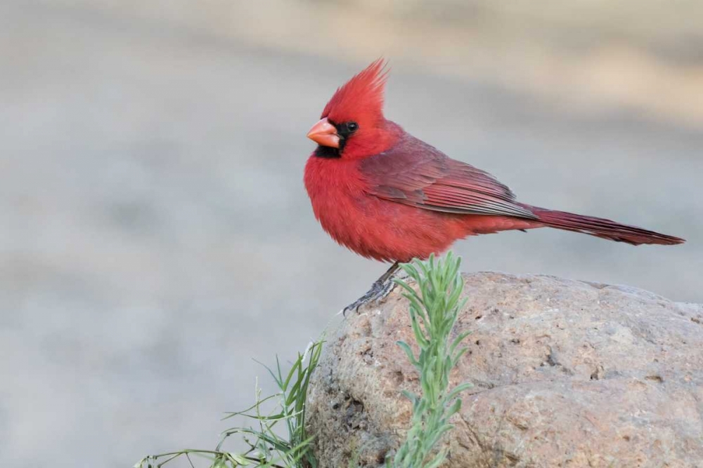 Wall Art Painting id:130565, Name: AZ, Amado Male northern cardinal perched on rock, Artist: Kaveney, Wendy