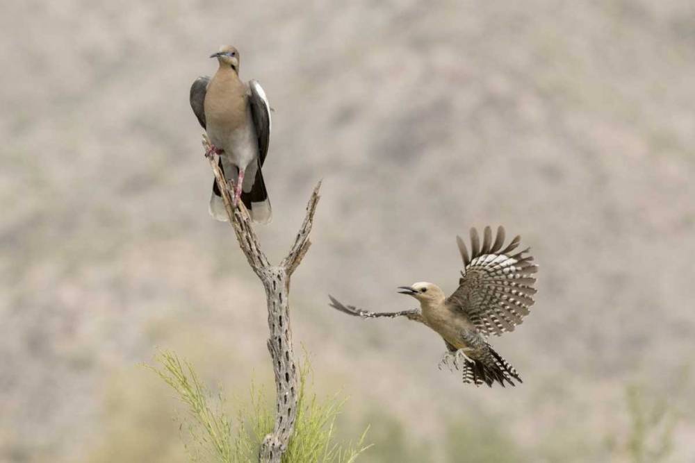 Wall Art Painting id:129992, Name: AZ White-winged Dove and gila woodpecker, Artist: Kaveney, Wendy