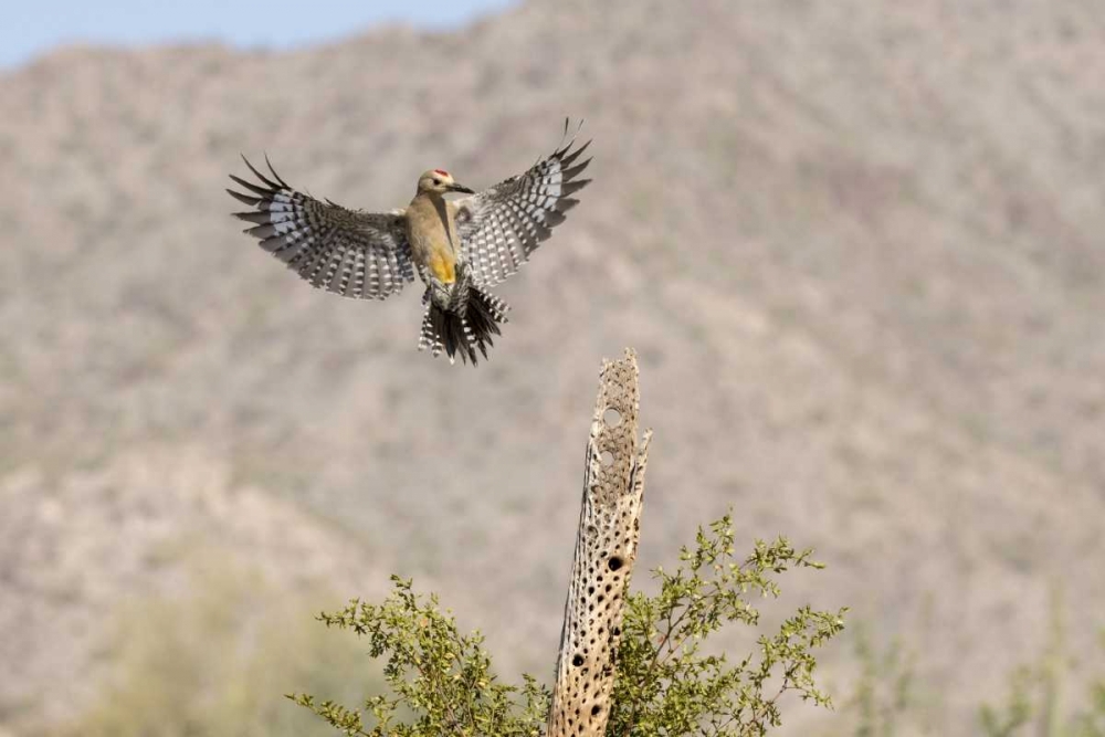 Wall Art Painting id:130389, Name: AZ, Buckeye Gila woodpecker on cholla skeleton, Artist: Kaveney, Wendy