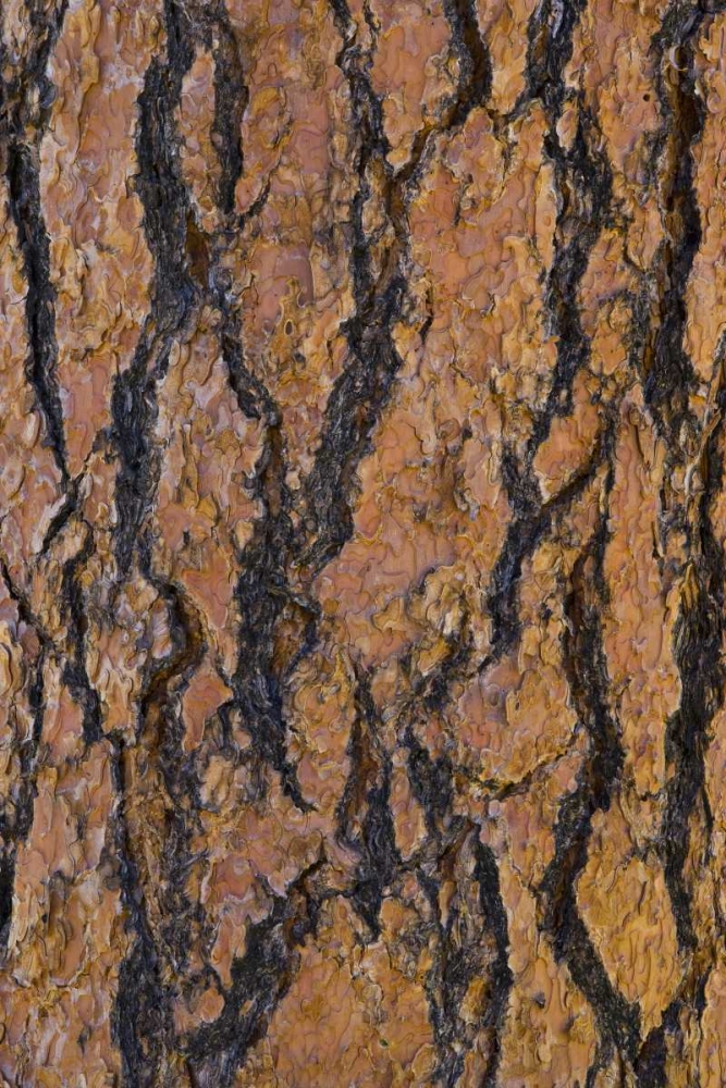 Wall Art Painting id:127307, Name: Arizona, Grand Canyon NP Ponderosa pine bark, Artist: Delisle, Gilles