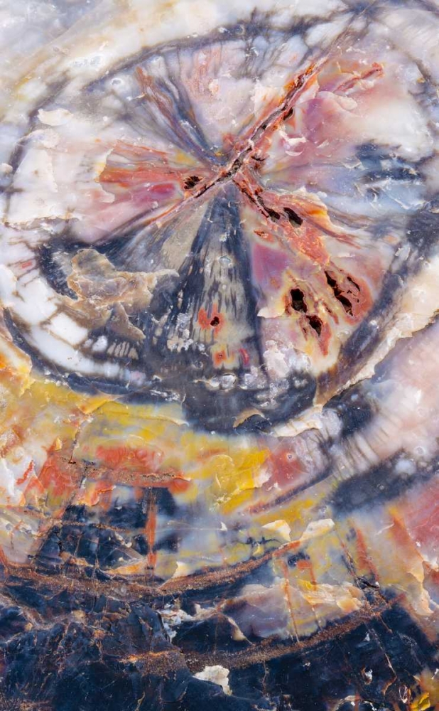 Wall Art Painting id:127346, Name: Arizona, Petrified Forest Petrified wood detail, Artist: Delisle, Gilles