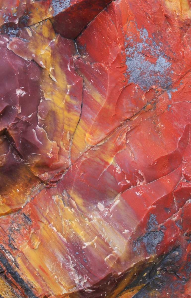 Wall Art Painting id:127347, Name: Arizona, Petrified Forest Petrified wood detail, Artist: Delisle, Gilles