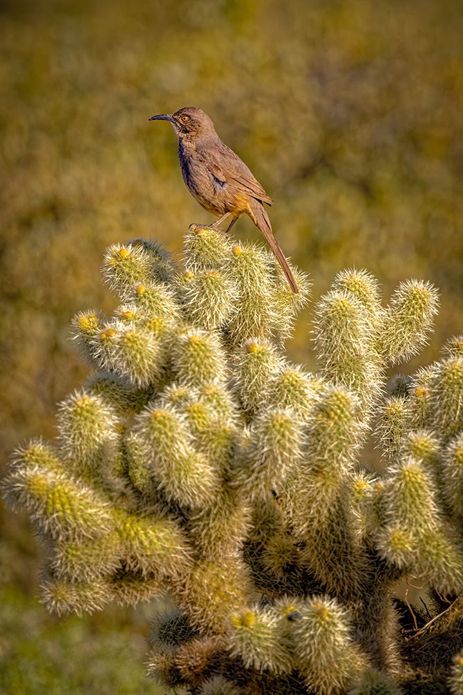 Wall Art Painting id:604495, Name: USA-Arizona-McDowell State Park. Curve-billed thrasher atop cactus., Artist: Jaynes Gallery