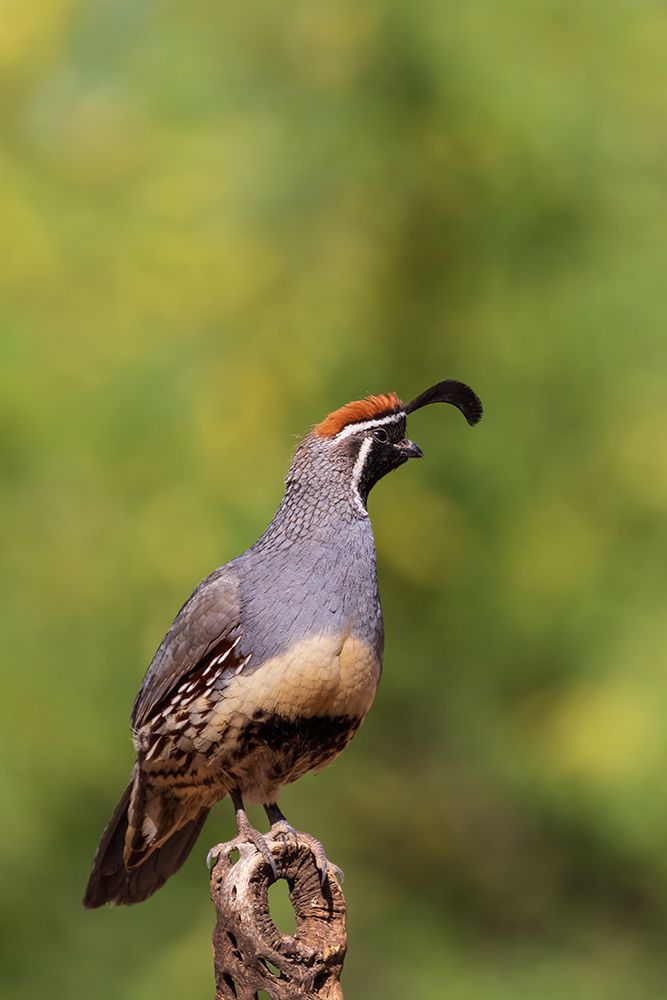 Wall Art Painting id:652149, Name: Gambels Quail male-Pima County-Arizona, Artist: Day, Richard and Susan