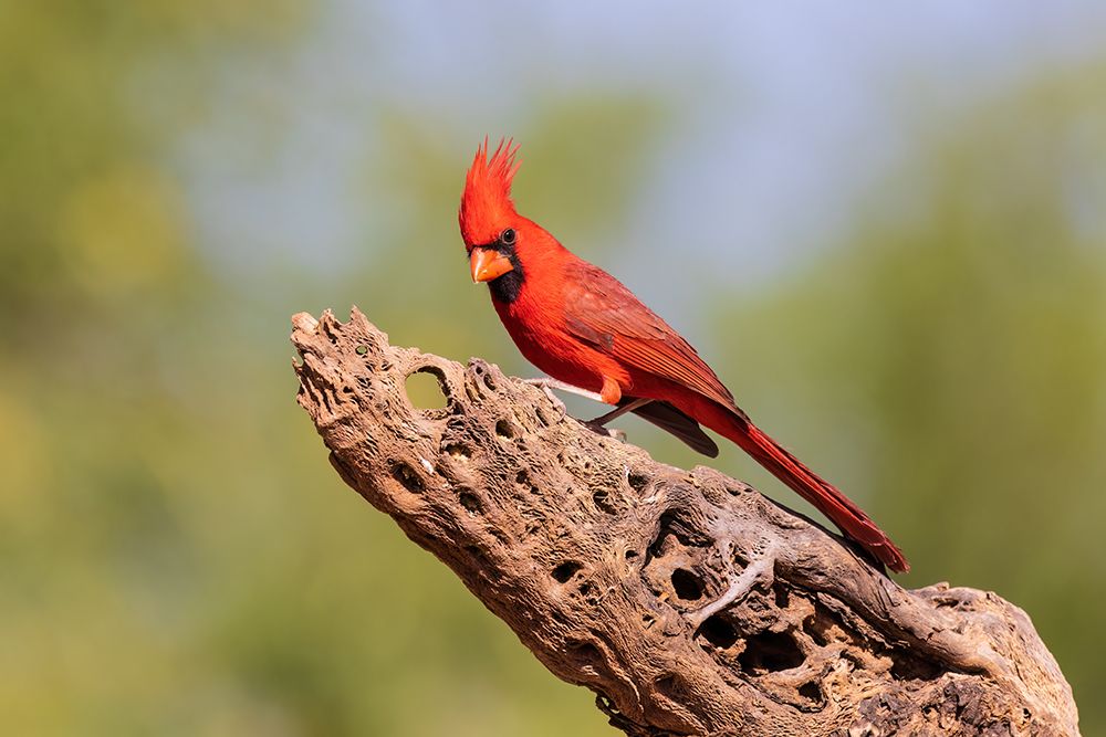 Wall Art Painting id:652166, Name: Northern Cardinal male-Pima County-Arizona, Artist: Day, Richard and Susan