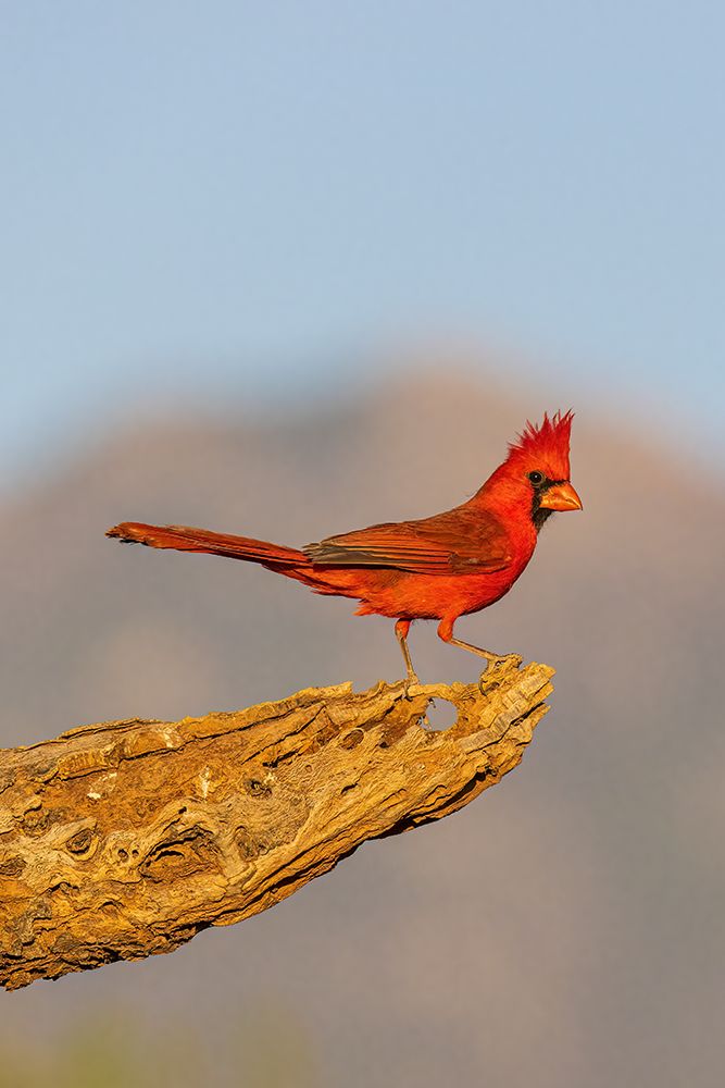 Wall Art Painting id:652167, Name: Northern Cardinal male-Pima County-Arizona, Artist: Day, Richard and Susan