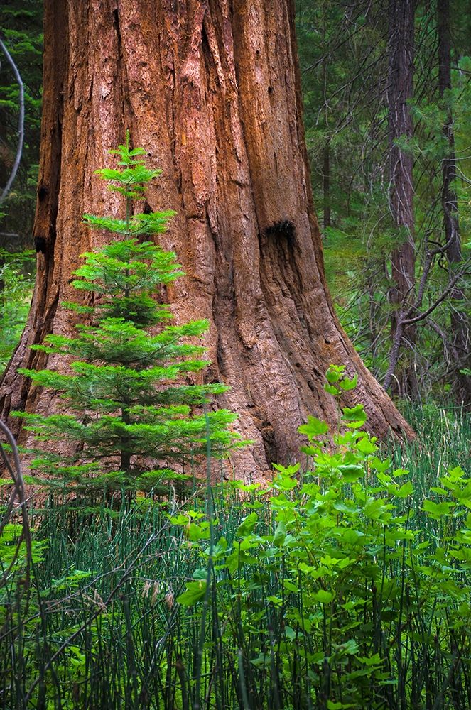 Wall Art Painting id:404848, Name: Mariposa Grove-Yosemite-Sierra Mountains-California-USA, Artist: Miller, Anna