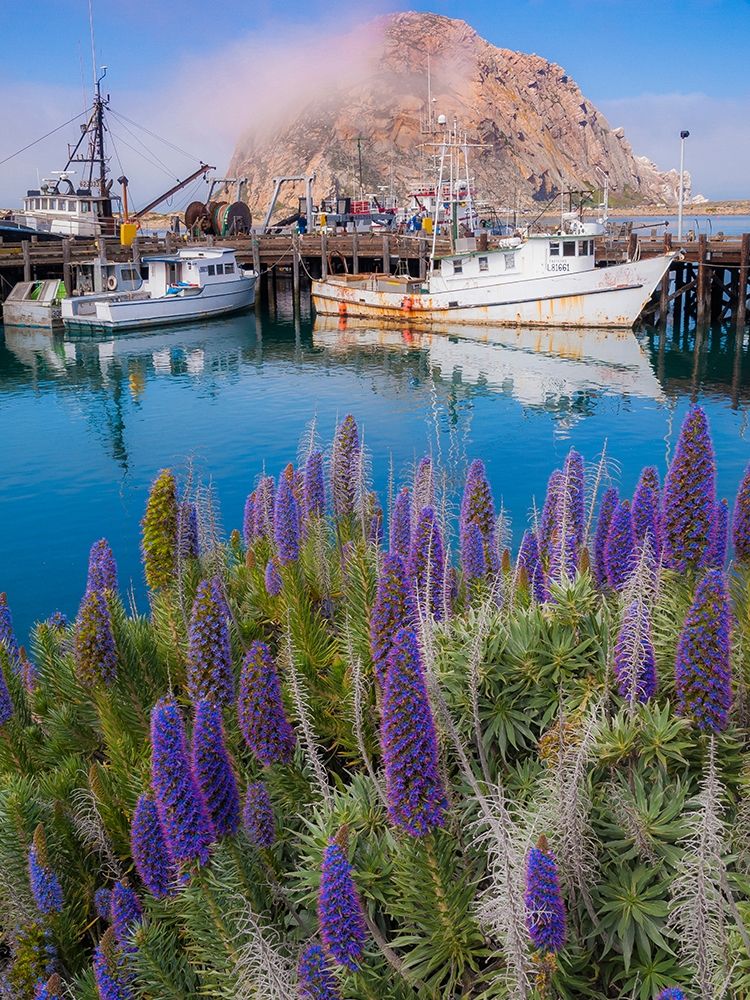 Wall Art Painting id:404849, Name: Boat Docks on Morro Bay-California-USA, Artist: Miller, Anna