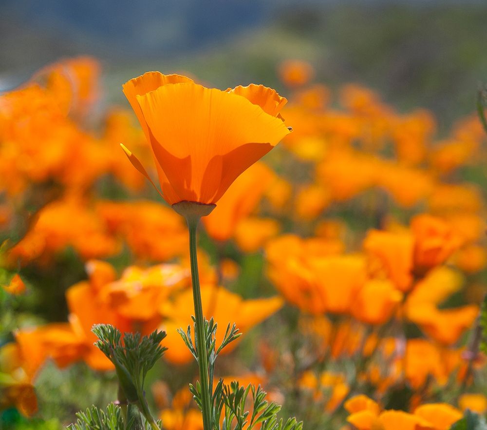 Wall Art Painting id:404850, Name: California Poppies-Big Sur-California-USA, Artist: Miller, Anna