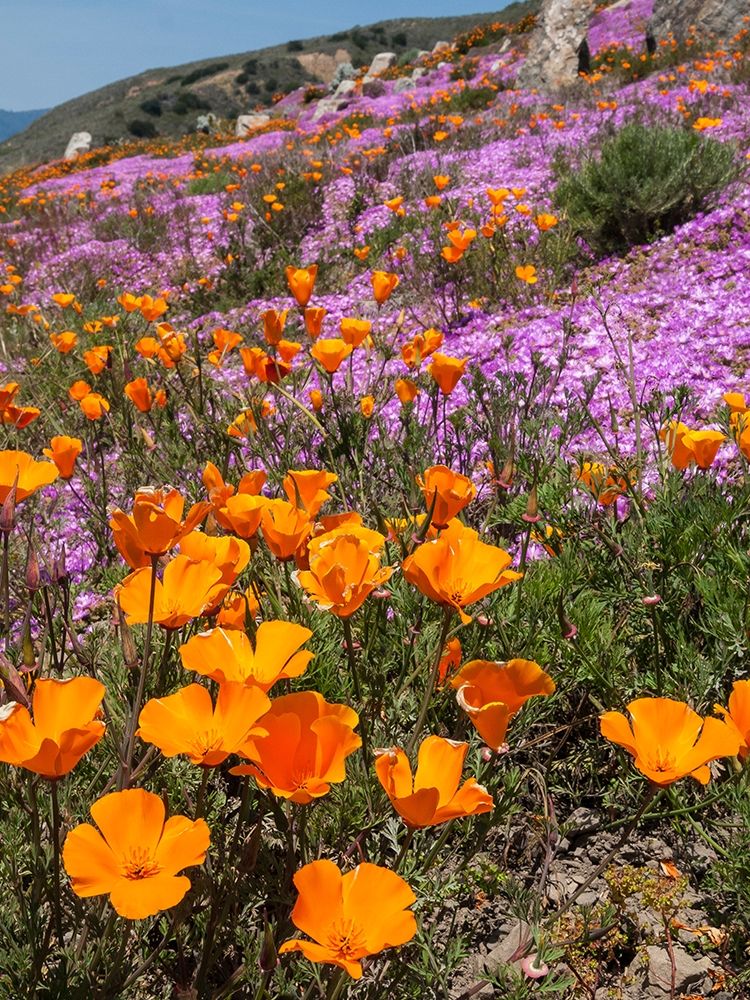 Wall Art Painting id:404851, Name: California Poppies-Big Sur-California-USA, Artist: Miller, Anna