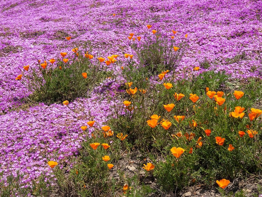 Wall Art Painting id:404852, Name: California Poppies-Big Sur-California-USA, Artist: Miller, Anna