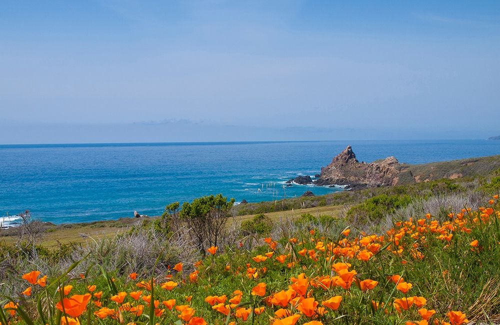 Wall Art Painting id:404853, Name: California Poppies-Big Sur-California-USA, Artist: Miller, Anna