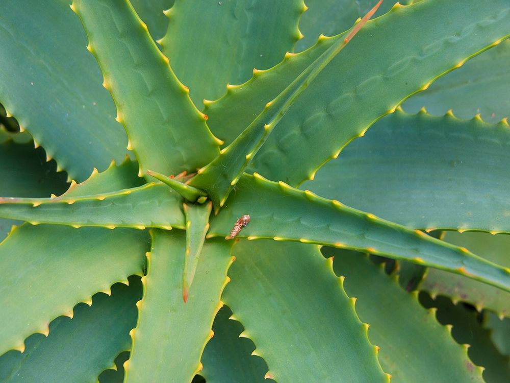 Wall Art Painting id:404854, Name: Aloe Plant-Big Sur-California-USA, Artist: Miller, Anna