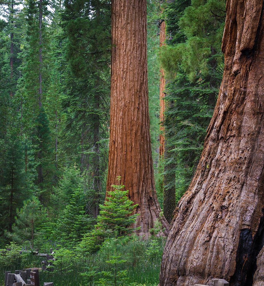 Wall Art Painting id:404881, Name: Mariposa Grove-Yosemite-Sierra Mountains-California-USA, Artist: Miller, Anna