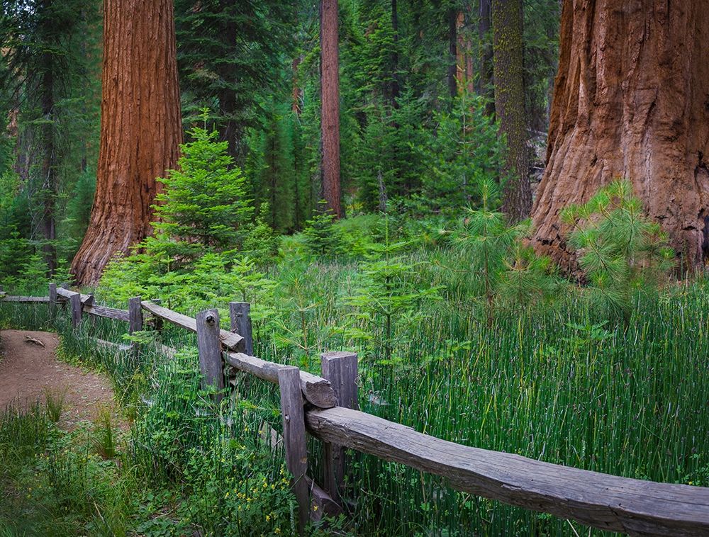 Wall Art Painting id:404882, Name: Mariposa Grove-Yosemite-Sierra Mountains-California-USA, Artist: Miller, Anna