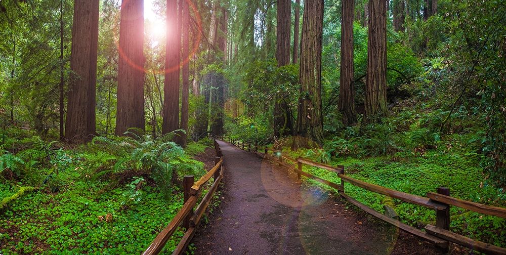 Wall Art Painting id:404898, Name: Muir Woods National Monument-Marin County-California-USA, Artist: Miller, Anna