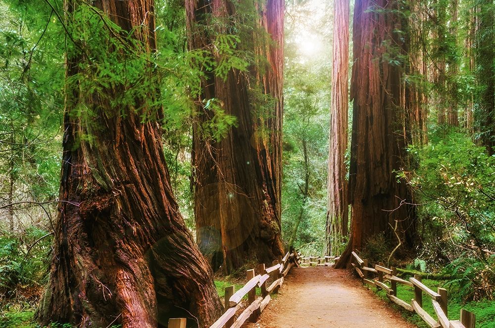 Wall Art Painting id:404899, Name: Muir Woods National Monument-Marin County-California-USA, Artist: Miller, Anna