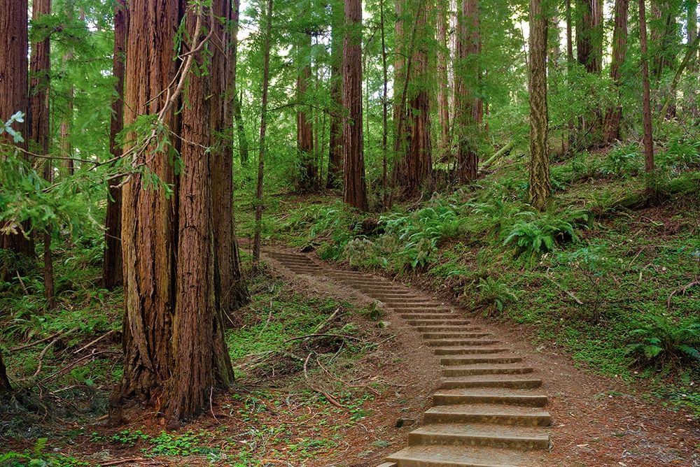 Wall Art Painting id:404901, Name: Muir Woods National Monument-Marin County-California-USA, Artist: Miller, Anna