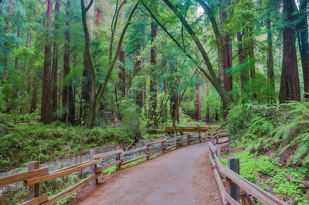 Wall Art Painting id:404902, Name: Muir Woods National Monument-Marin County-California-USA, Artist: Miller, Anna