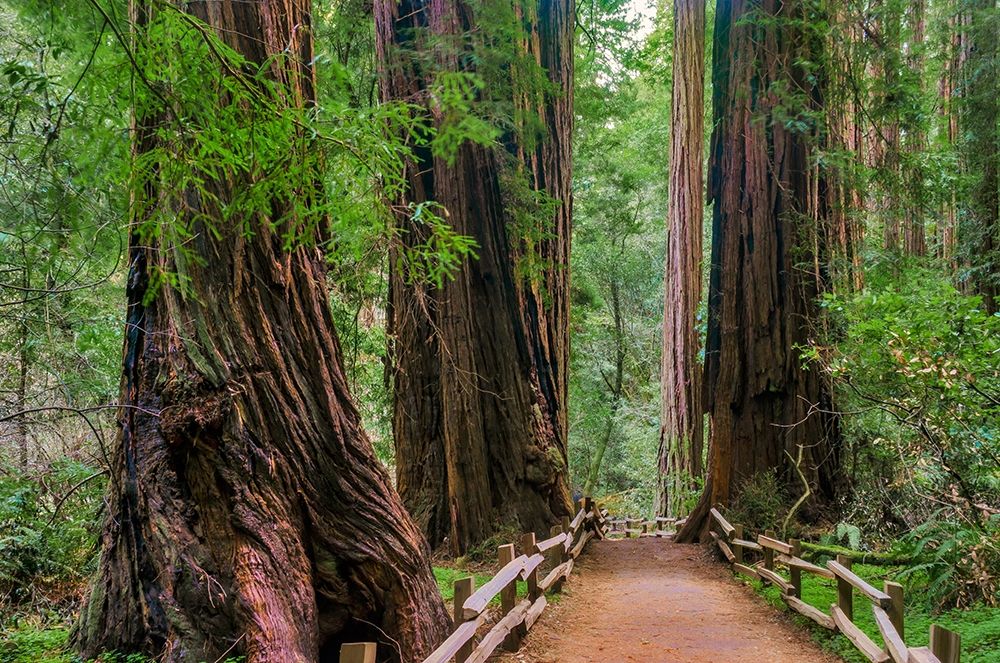 Wall Art Painting id:404903, Name: Muir Woods National Monument-Marin County-California-USA, Artist: Miller, Anna