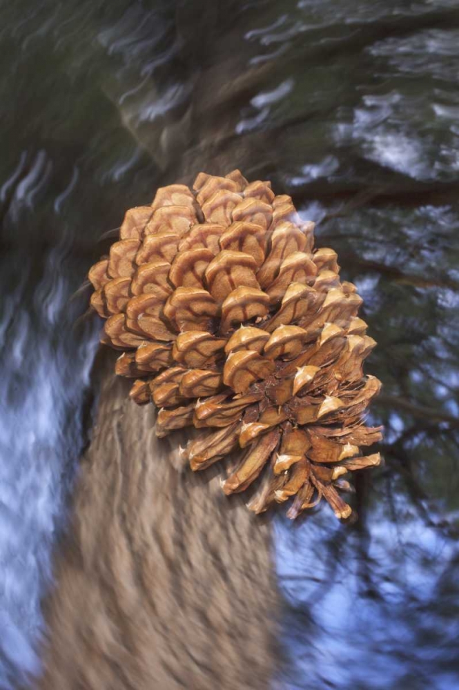 Wall Art Painting id:134777, Name: CA, Sierra Nevada, A Ponderosa pine cone, Artist: Talbot Frank, Christopher