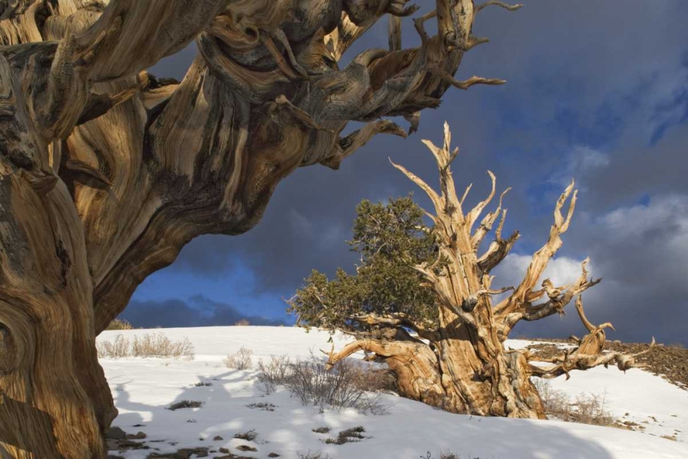 Wall Art Painting id:127690, Name: CA, White Mts Ancient bristlecone pine trees, Artist: Flaherty, Dennis